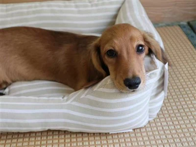 コットンドッグベッド